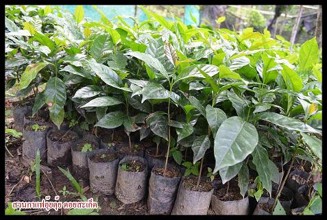 จำหน่ายต้นกาแฟอาราบิกา 100% จ.เชียงใหม่ รูปที่ 3