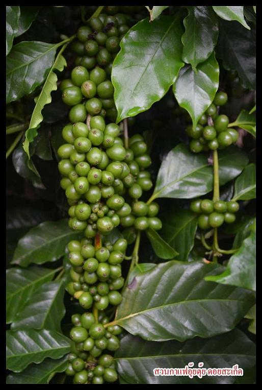 จำหน่ายต้นกาแฟอาราบิกา 100% จ.เชียงใหม่ รูปที่ 6