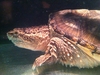 รูปย่อ ขาย common snapping turtle hypo / arowana green รูปที่4