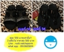 รูปย่อ รองเท้า Fitflop พร้อมส่งราคา 550฿ ทุกคู่ รูปที่3