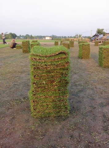 ขายหญ้า ขายหญ้านวลน้อย หญ้ามาเลเซีย หญ้าญี่ปุ่น รับปูสนามหญ้าในราคาเป็นกันเอง รูปที่ 1