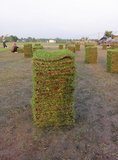 ขายหญ้า ขายหญ้านวลน้อย หญ้ามาเลเซีย หญ้าญี่ปุ่น รับปูสนามหญ้าในราคาเป็นกันเอง