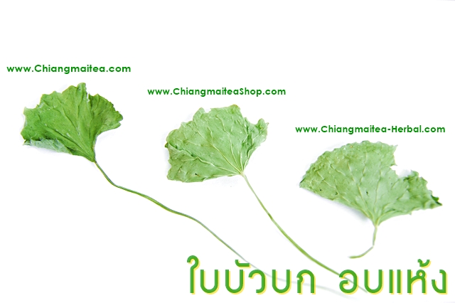 ใบบัวบกอบแห้ง สมุนไพรไทยแก้ฟกช้ำ เสริมความจำ รูปที่ 2