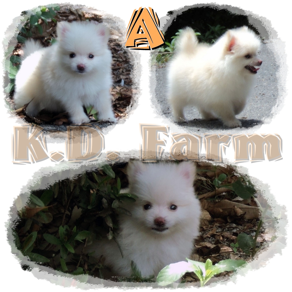 K.D. Farm ปอมเมอเรเนียน น่ารัก รูปที่ 3