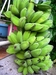 รูปย่อ ขาย - จำหน่าย กล้วยหิน หน่อกล้วยหิน สำหรับนกกรงหัวจุก รูปที่4
