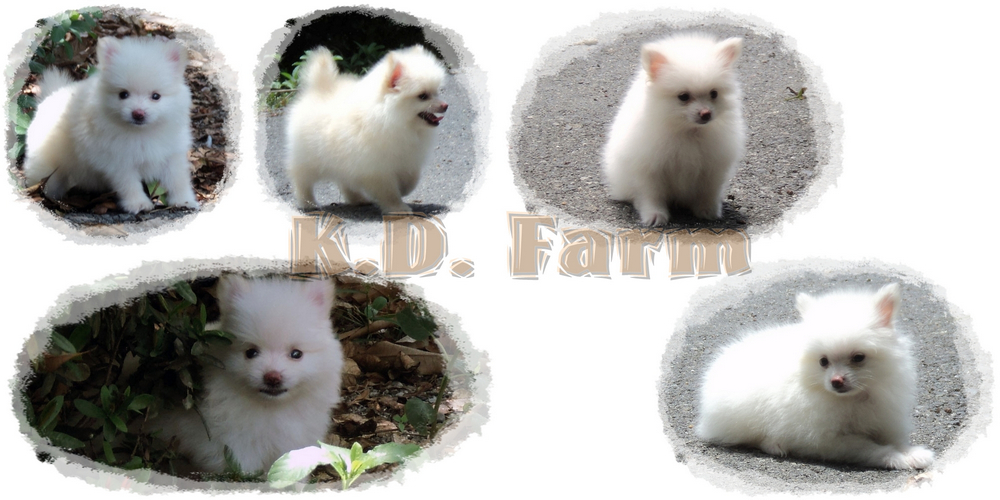 K.D. Farm ปอมเมอเรเนียน น่ารัก รูปที่ 1