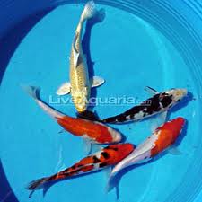 น้ำยาทำให้น้ำใส รูปที่ 4