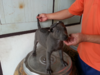 รูปย่อ ขายลูกสุนัขไทยหลังอาน 0850-829829 ชลบุรี รูปที่7