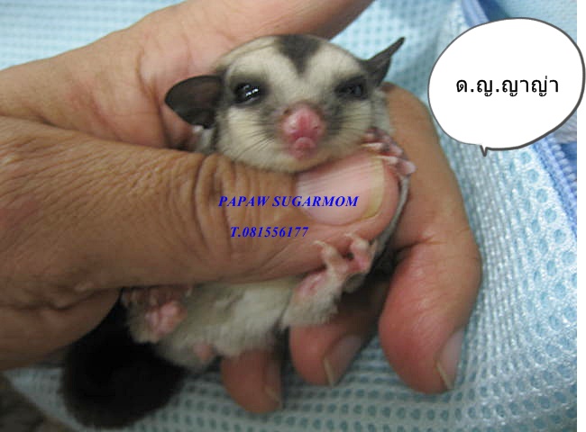ขายชูการ์ไกรเดอร์ราคาถูก รูปที่ 2