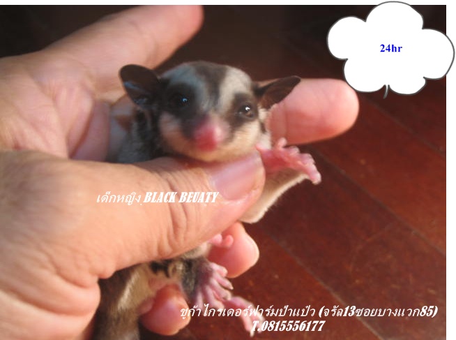 ขายชูการ์ไกรเดอร์ราคาถูก รูปที่ 5