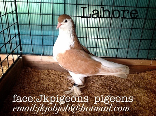 Fancy pigeons for sale ขายนกพิราบ แฟนซี นำเข้าจากต่างประเทศ รูปที่ 3