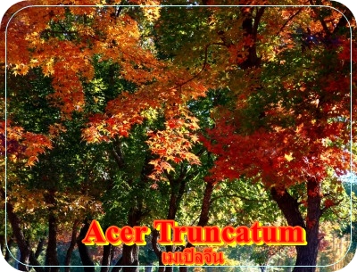 เมล็ดพันธุ์คูน ดอกสีม่วง รูปที่ 2