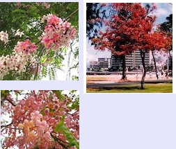 เมล็ดพันธุ์คูน ดอกสีม่วง รูปที่ 4