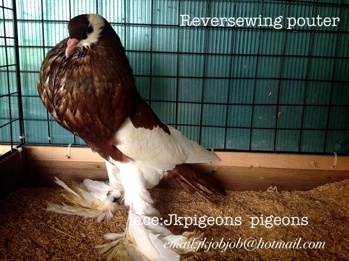 Fancy pigeons for sale ขายนกพิราบ แฟนซี นำเข้าจากต่างประเทศ รูปที่ 5