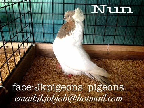 Fancy pigeons for sale ขายนกพิราบ แฟนซี นำเข้าจากต่างประเทศ รูปที่ 4