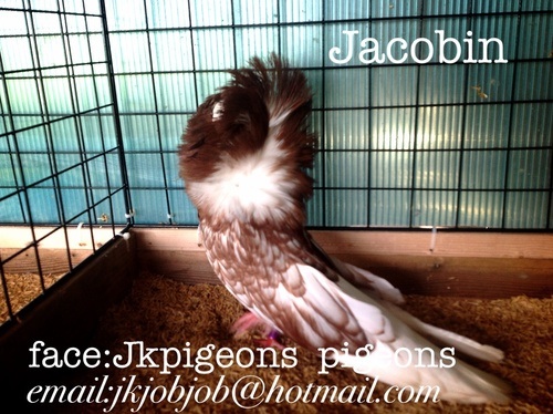 Fancy pigeons for sale ขายนกพิราบ แฟนซี นำเข้าจากต่างประเทศ รูปที่ 6