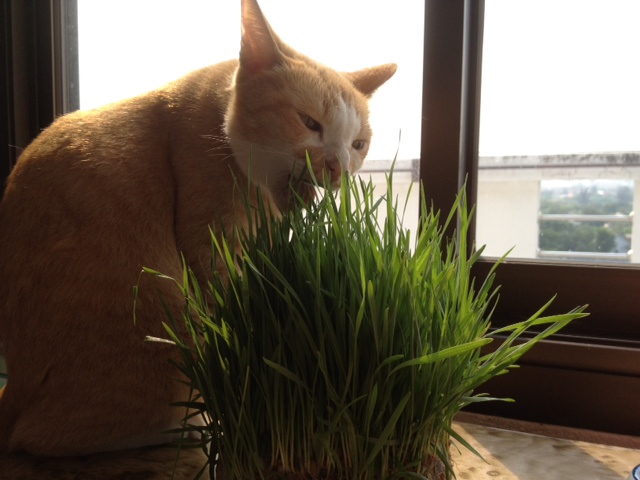 ชุดปลูกข้าวสาลีPet’s Paddyสำหรับสุนัข แมว กระต่าย หนู ซื้อ2แถม1เพียง113บาทโทร 0884905123  ชุดปลูกข้าวสาลีแมว ปลูกง่าย สะ รูปที่ 3