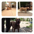 Pit Bull ผู้1 เมีย 2 สวยๆๆ