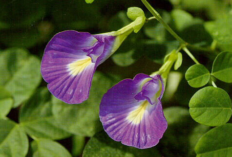 อัญชัน รูปที่ 4