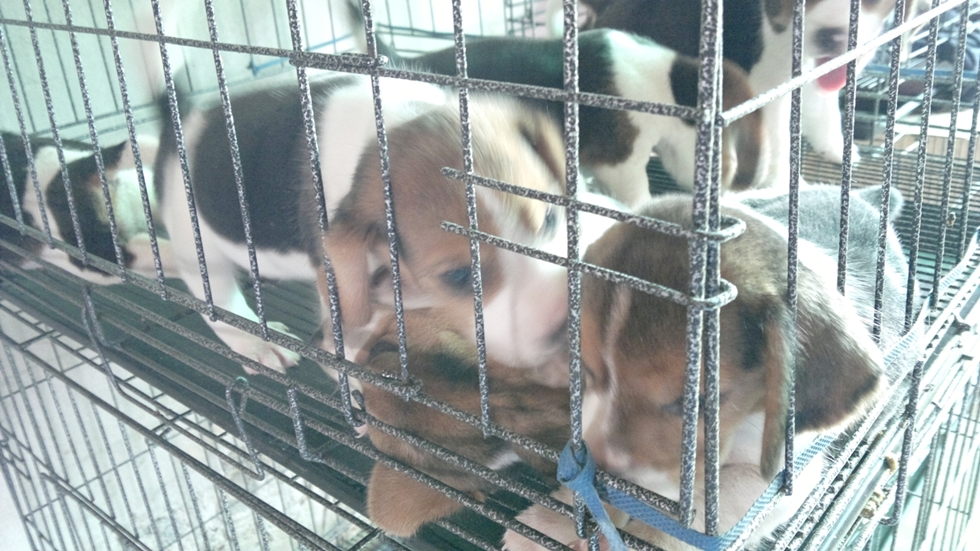 ลูกสุนัขBegle สาย13นิ้ว สัดส่วนสวย มีให้เลือกเยอะราคาพิเศษ(ประวัติการขายเชื่อถือได้) รูปที่ 5