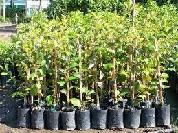 จำหน่ายกิ่งพันธุ์มะขามป้อม รูปที่ 3