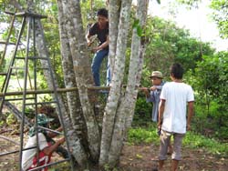 agarwood รูปที่ 7