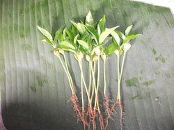 agarwood รูปที่ 2