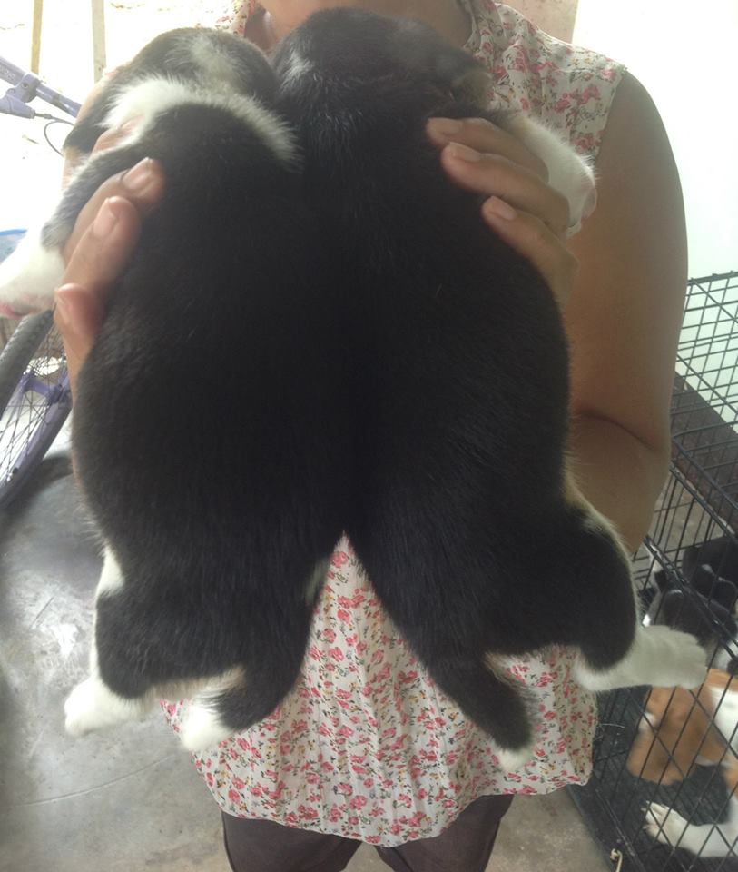 ลูกสุนัขบีเกิ้ล Begle มีให้เลือกจำนวนมาก ประวัติการขายเชื่อถือได้ รูปที่ 5