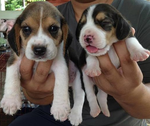 ลูกสุนัขบีเกิ้ล Begle สายพันธุ์แท้ ประวัติการขายเชื่อถือได้ รูปที่ 2