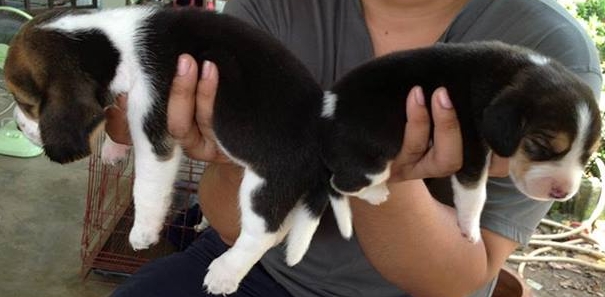 ลูกสุนัขบีเกิ้ล Begle สายพันธุ์แท้ ประวัติการขายเชื่อถือได้ รูปที่ 7