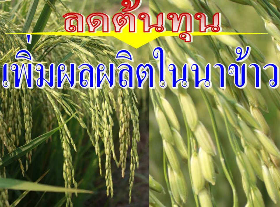 ปุ๋ยไฮไลฟ์โกร รูปที่ 5