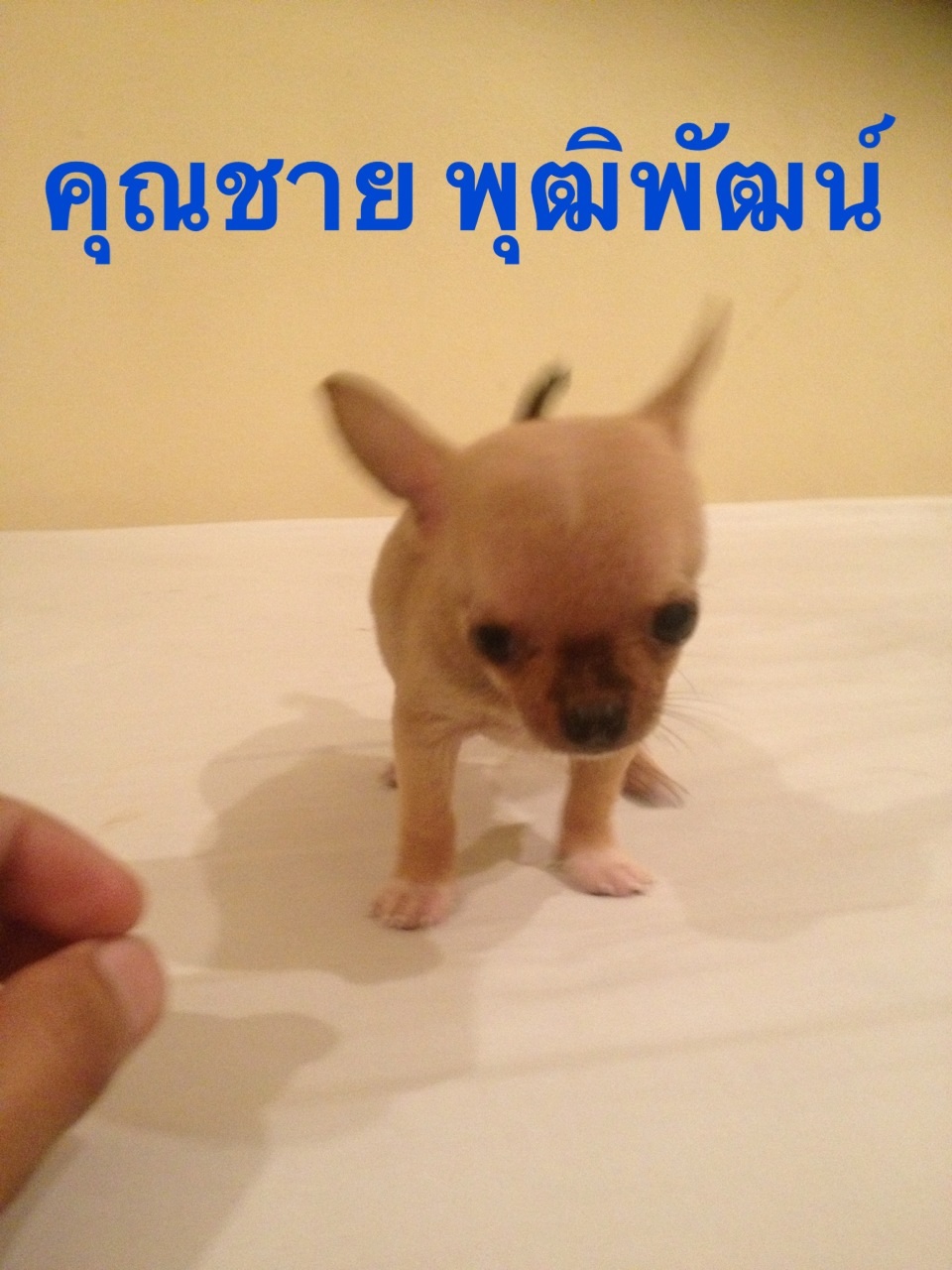 ขายชิวาว่า เพศผู้ พันธุ์แท้ อายุ2เดือน รูปที่ 2