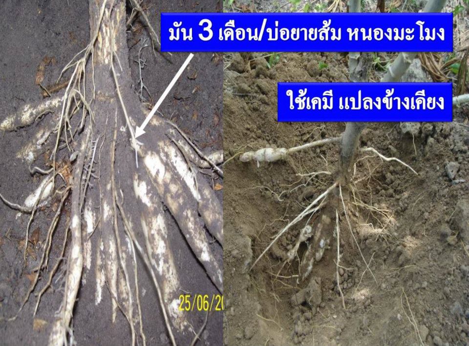  ไฮไลฟ์โกรเอสและแอล สารอาหารพืชอินทรีย์เข้มข้น อุดมไปด้วยสารอาหารรวมทั้งสิ้น 11 ชนิดที่พืชต้องการ รูปที่ 4