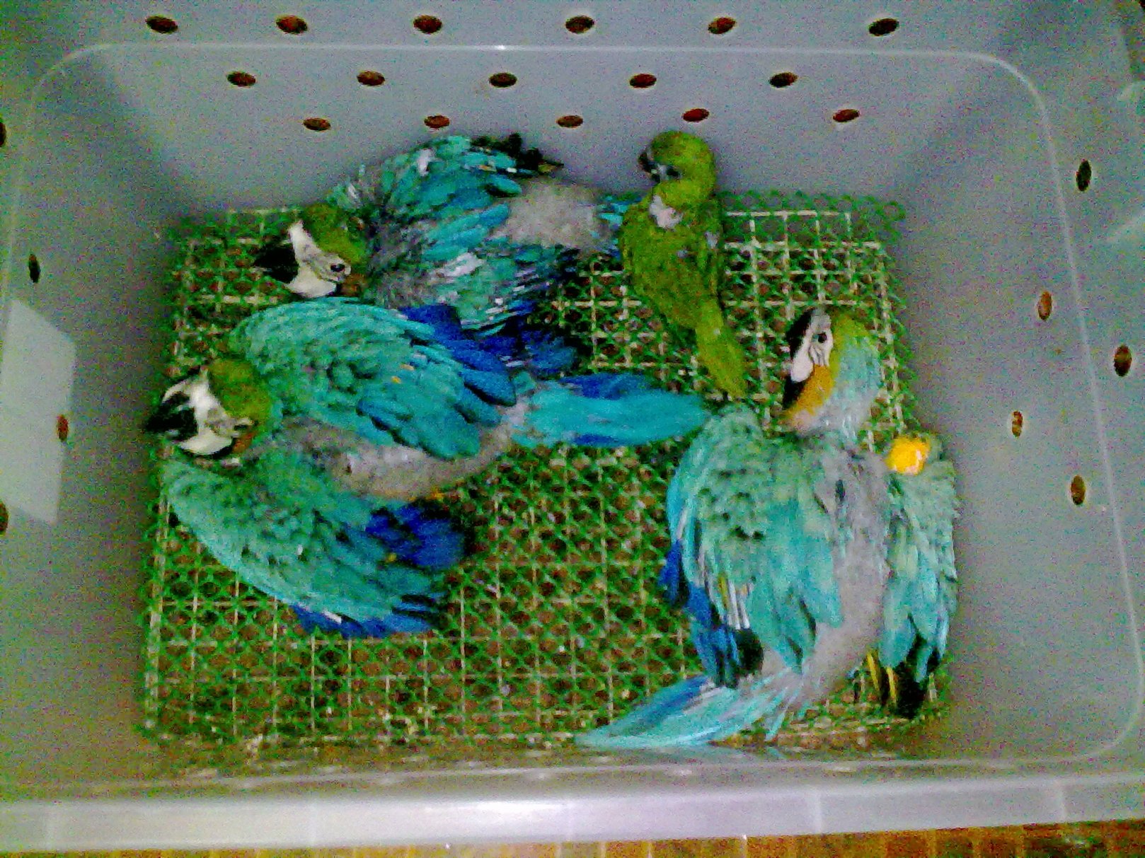 นกบลูโกลด์อ้วนๆ 3 หน่อ กับฮั้น 1 รูปที่ 2