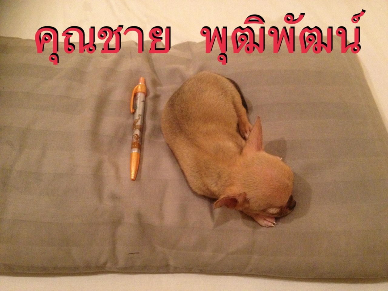 ขายชิวาว่า เพศผู้ พันธุ์แท้ อายุ2เดือน รูปที่ 3