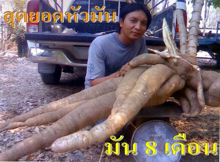  ไฮไลฟ์โกรเอสและแอล สารอาหารพืชอินทรีย์เข้มข้น อุดมไปด้วยสารอาหารรวมทั้งสิ้น 11 ชนิดที่พืชต้องการ รูปที่ 3