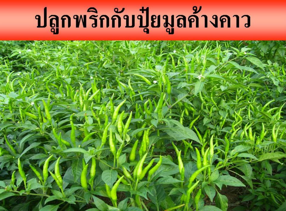  ไฮไลฟ์โกรเอสและแอล สารอาหารพืชอินทรีย์เข้มข้น อุดมไปด้วยสารอาหารรวมทั้งสิ้น 11 ชนิดที่พืชต้องการ รูปที่ 5