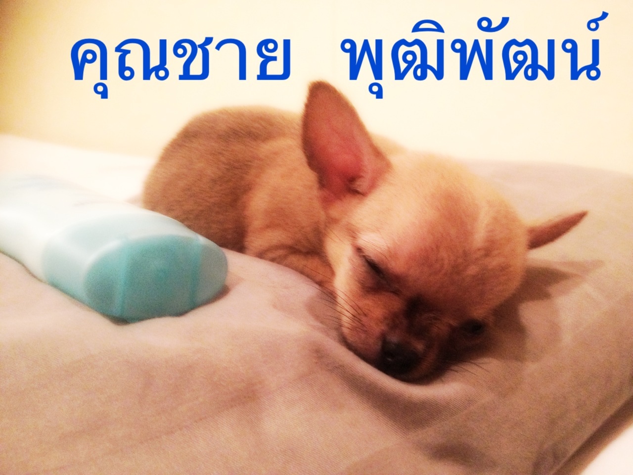 ขายชิวาว่า เพศผู้ พันธุ์แท้ อายุ2เดือน รูปที่ 5
