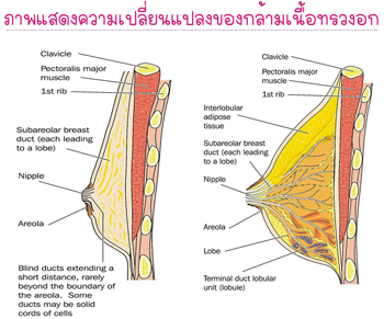 อาหารเสริมหน้าอกโต รูปที่ 1