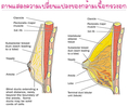 อาหารเสริมหน้าอกโต