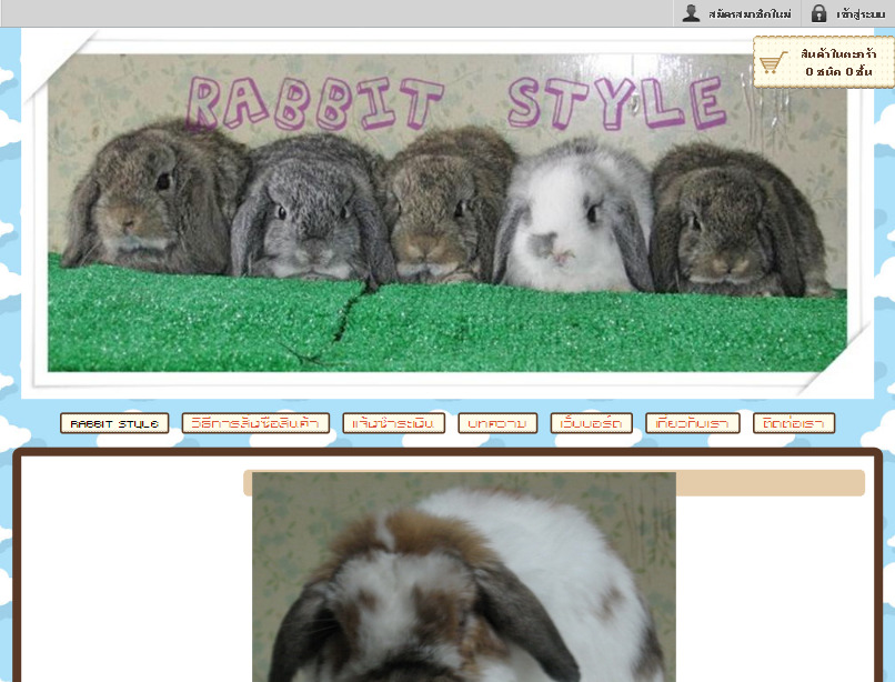 Rabbit Style จำหน่ายกระต่ายสายพันธุ์แท้ Holland Lop  รูปที่ 1
