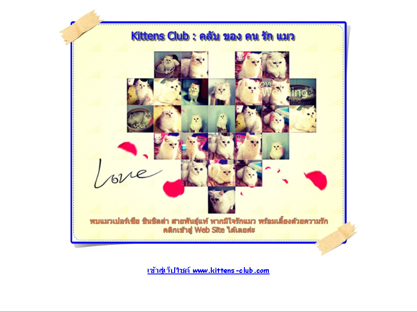 kittens-club คลับของคนรักแมว ลูกแมวชินชิลล่า ซิลเวอร์ สายพันธุ์แท้ เกรดประกวด รูปที่ 1