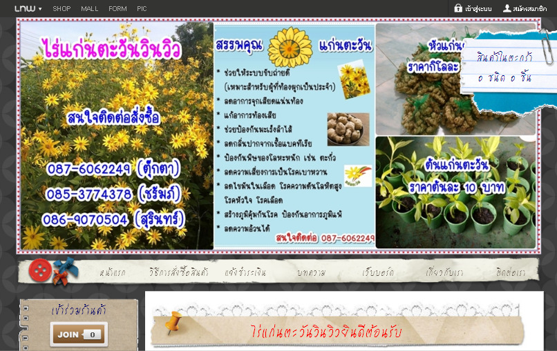 จำหน่ายแก่นตะวัน, หัวแก่นตะวันสด ราคาปลีก - ส่ง : Inspired by LnwShop.com รูปที่ 1