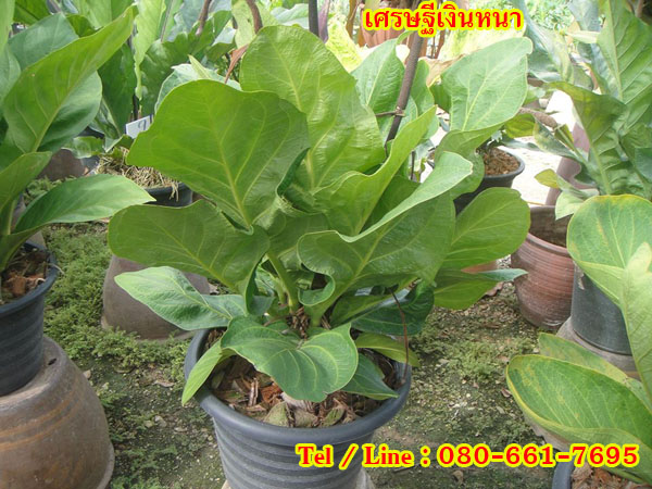 เศรษฐีเงินหนา รูปที่ 3
