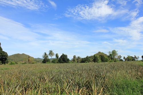 ขายที่ดิน 12ไร่ปากน้ำปราณ ตำบลวังก์พง อำเภอปราณบุรี จังหวัดประจวบ รูปที่ 1