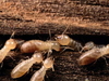 รูปย่อ รับกำจัดปลวก มด แมลงสาบ บริการรับกำจัดมด  รูปที่1