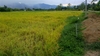 รูปย่อ Sellers 3 acres located in beautiful surroundings to the road. รูปที่2