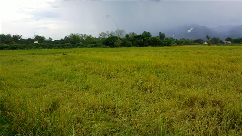 Sellers 3 acres located in beautiful surroundings to the road. รูปที่ 3
