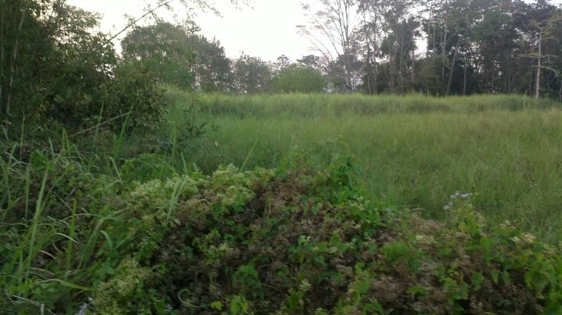 Land for sale near Mae Jo University gainful. รูปที่ 3