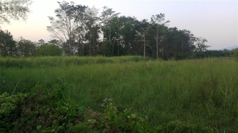 Land for sale near Mae Jo University gainful. รูปที่ 6